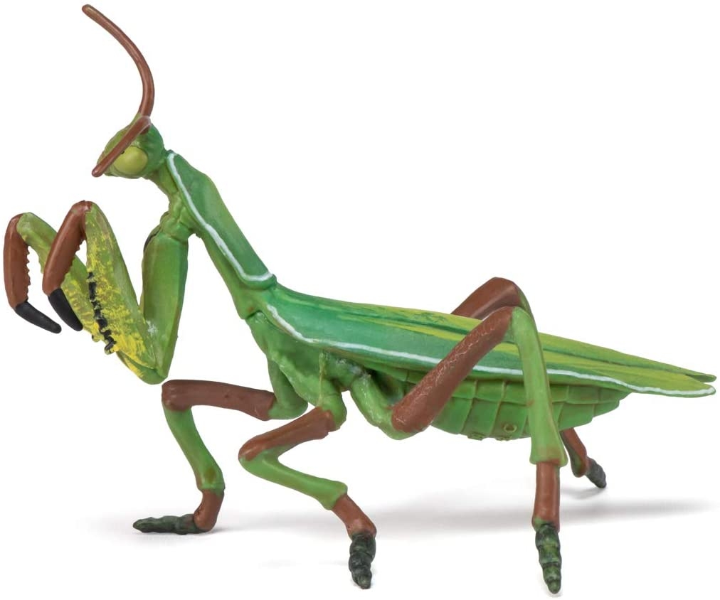 50244 mante religieuse