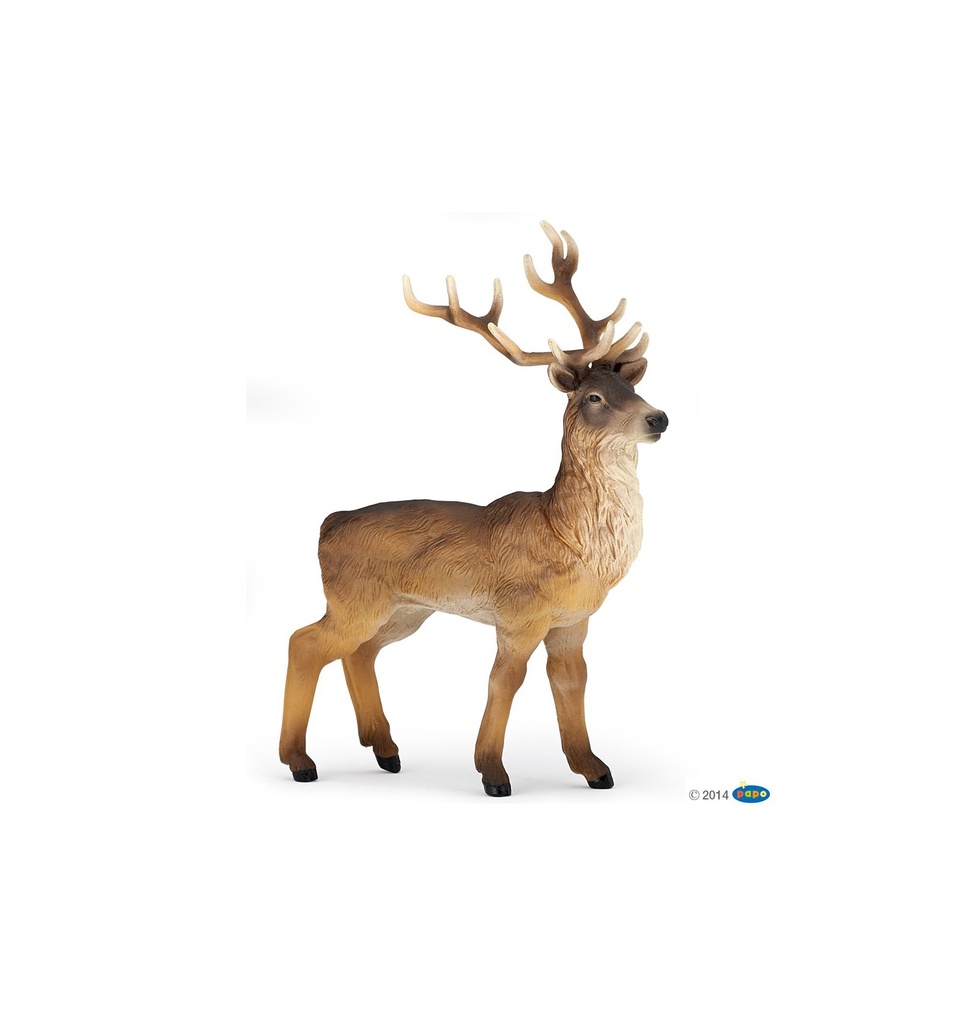 53008 - Cerf