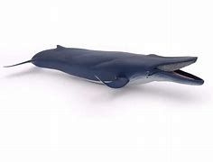 56037 baleine bleue