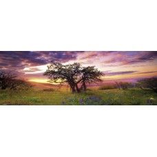 Heye puzzle 1000pcs A Von Humboldt panorama Oak tree