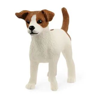 Jack Russel terrier