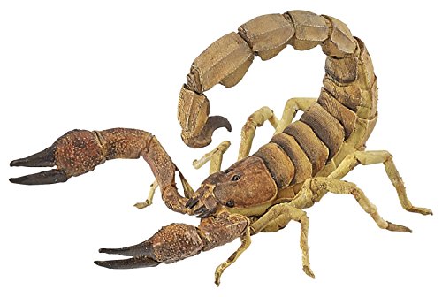 50209 - Scorpion