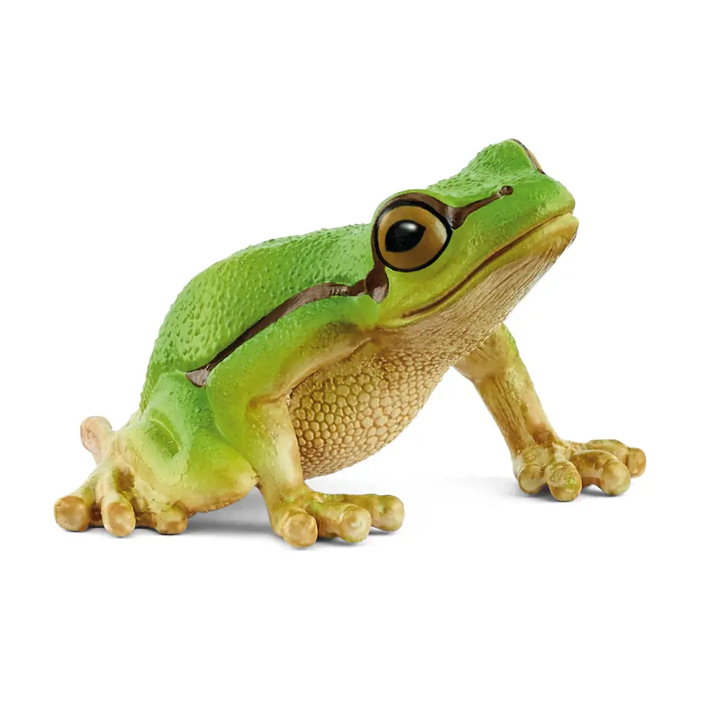  Rainette verte