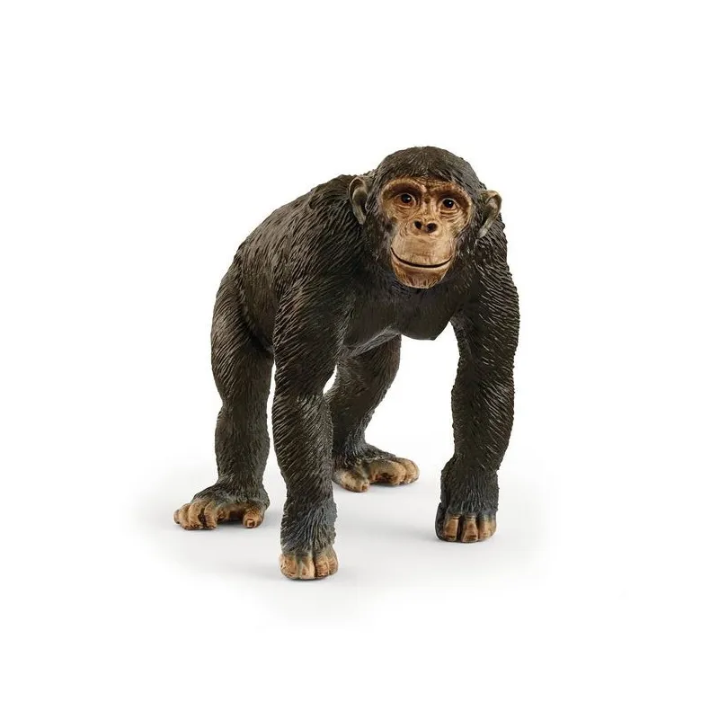 14883 - CHIMPANZÉ