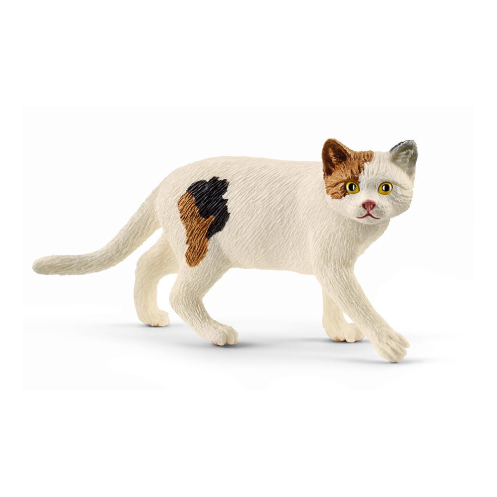 13894 - Chat american shorthair