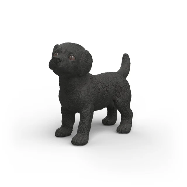Chiot Labrador Retriever noir