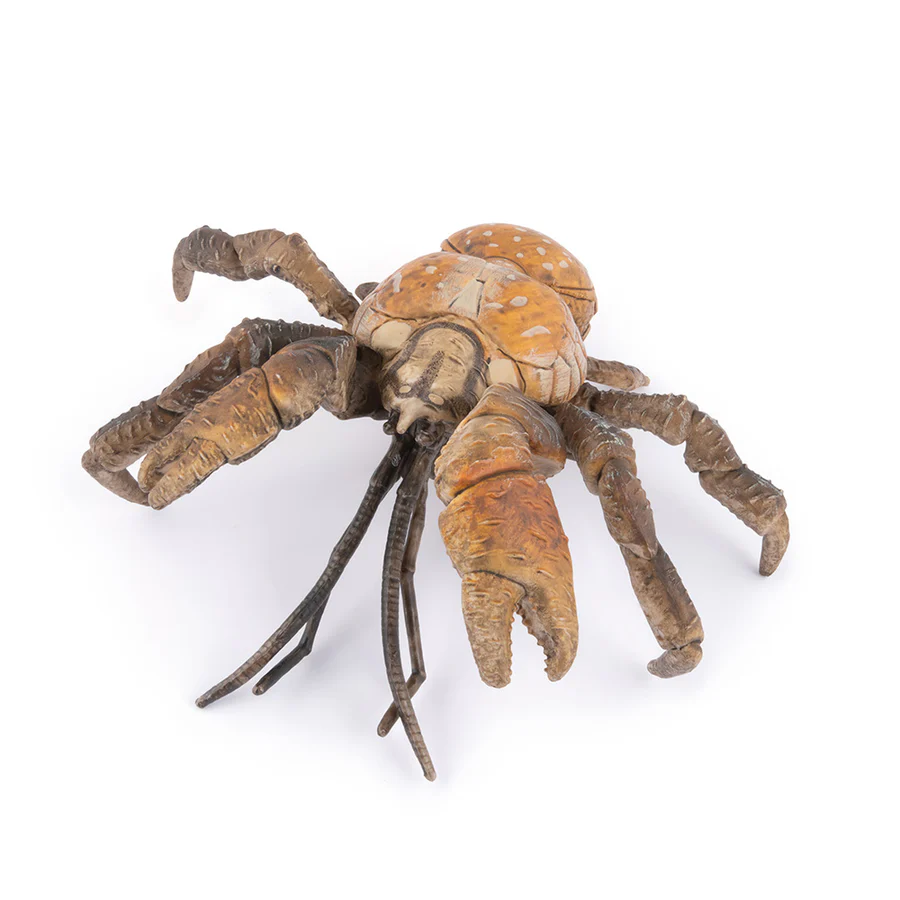 Crabe du cocotier 
