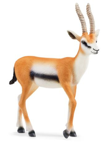 [14861] GAZELLE DE THOMSON
