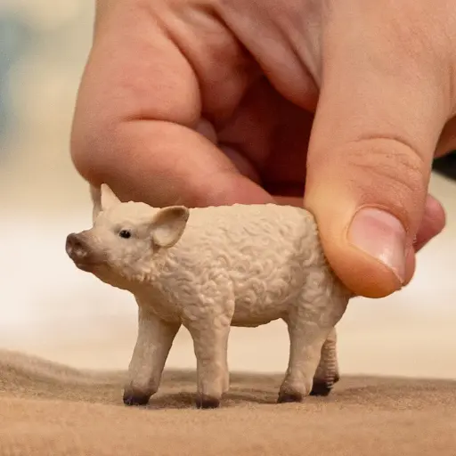 [puppy - 14893] Porcelet Mangalica